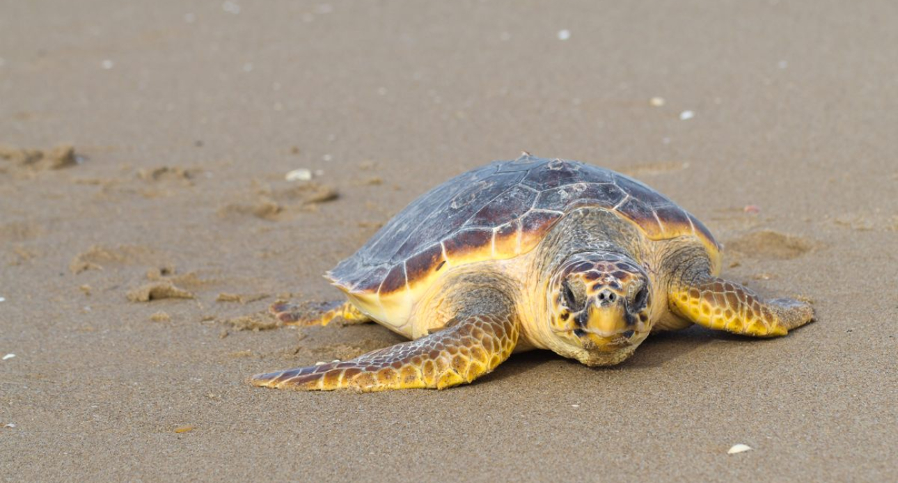 Tartarughe Marine - seminario formativo per stabilimenti balneari 7 maggio
