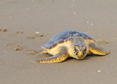 Tartarughe Marine - seminario formativo per stabilimenti balneari 7 maggio