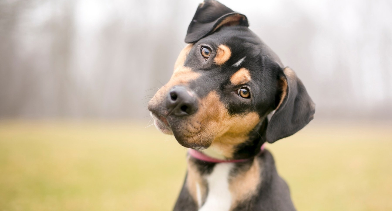 6 zampe a Laigueglia