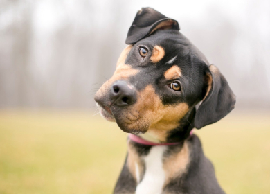 6 zampe a Laigueglia